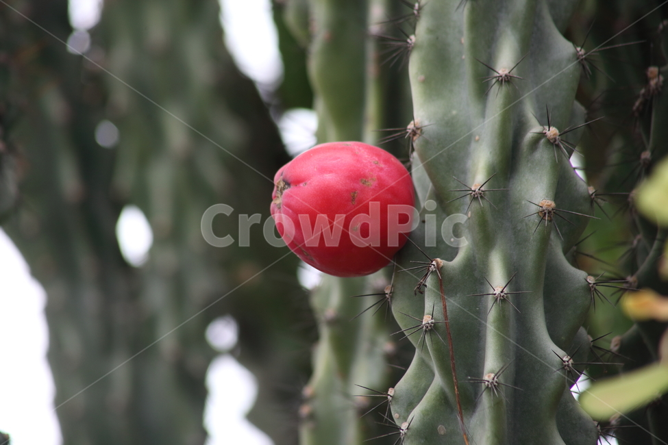 암석기둥선인장,선인장,열매,온실,cereusperuvianus,CactusFruits,Cactusapple
