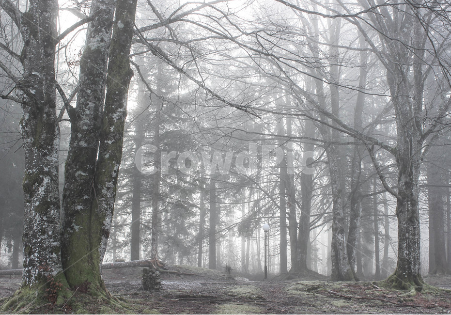 숲,안개,몽환,감성,겨울,나무,나뭇가지,식물,계절,몽환적,감성사진,들판,forest,fog,feeling,winter,season,mountain,산,여행,여행사진,겨울,계절,winter,season,자연,풍경,nature,landscape,식물,plants,나무,trees,wood