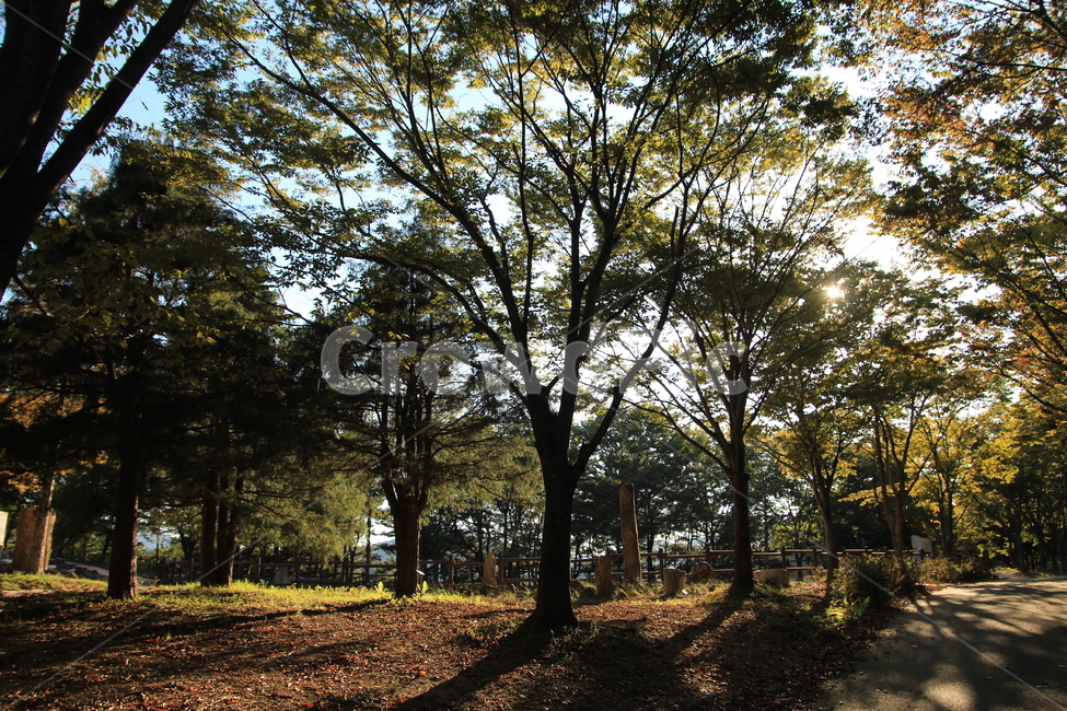 햇빛,나무,햇살,자연,가을,풍경,자연,풍경,nature,landscape,tree,plant,식물,tree trunk,나무 줄기
