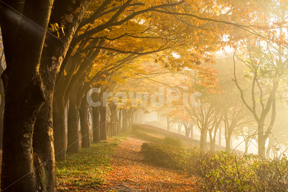 단풍,가을,추색,감성,나무,색감,공원,식물,자연,풍경,가을,계절,fall,autumn,season,자연,풍경,nature,landscape,휴식,힐링,rest,relaxation,healing,sunlight,햇빛