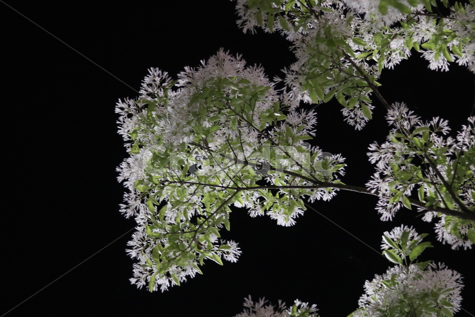 이팝나무꽃,밤,흰색,쌀모양,봄,야경,밤,풍경,nightscape,night,landscape,식물,자연,plants,nature,꽃,flower,plant,leaf,잎