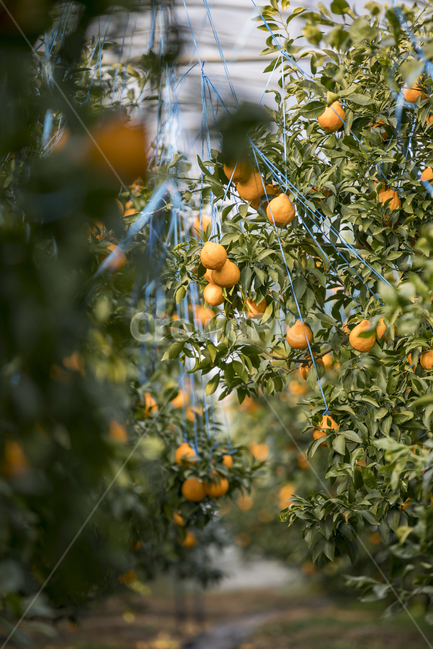 plant,식물,fruit,과일,food,음식,citrusfruit,감귤류과일,한라봉,하우스,재배,초록,노랑,제주,제주도