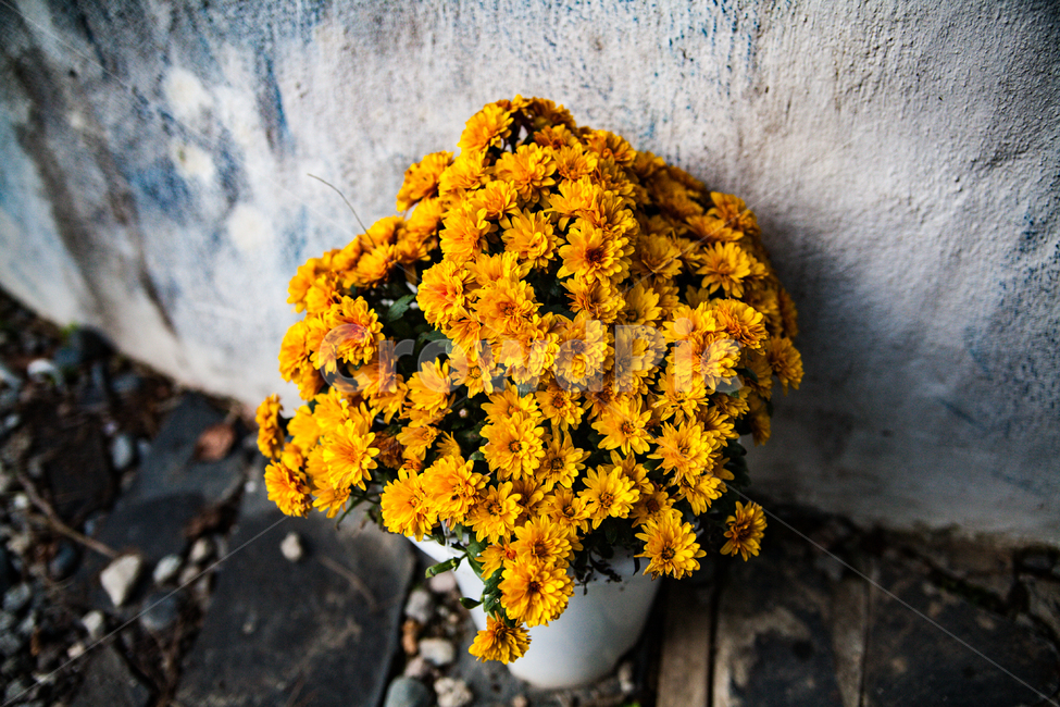 plant,식물,꽃,flower,blossom,국화,식물,자연,plants,nature,꽃,flower