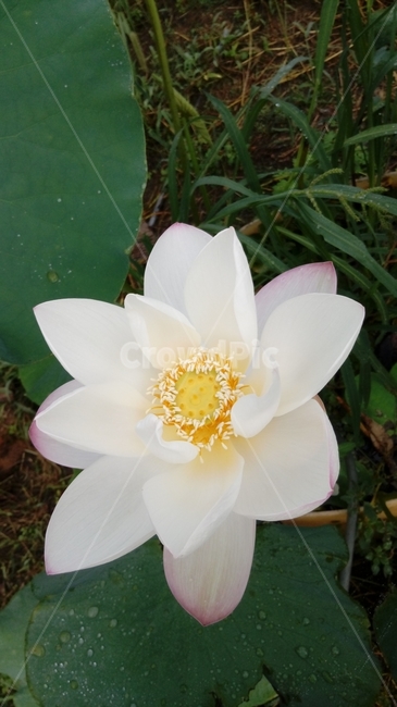 연꽃,연,식물,녹색,자연,꽃,연잎,식물,자연,plants,nature,꽃,flower
