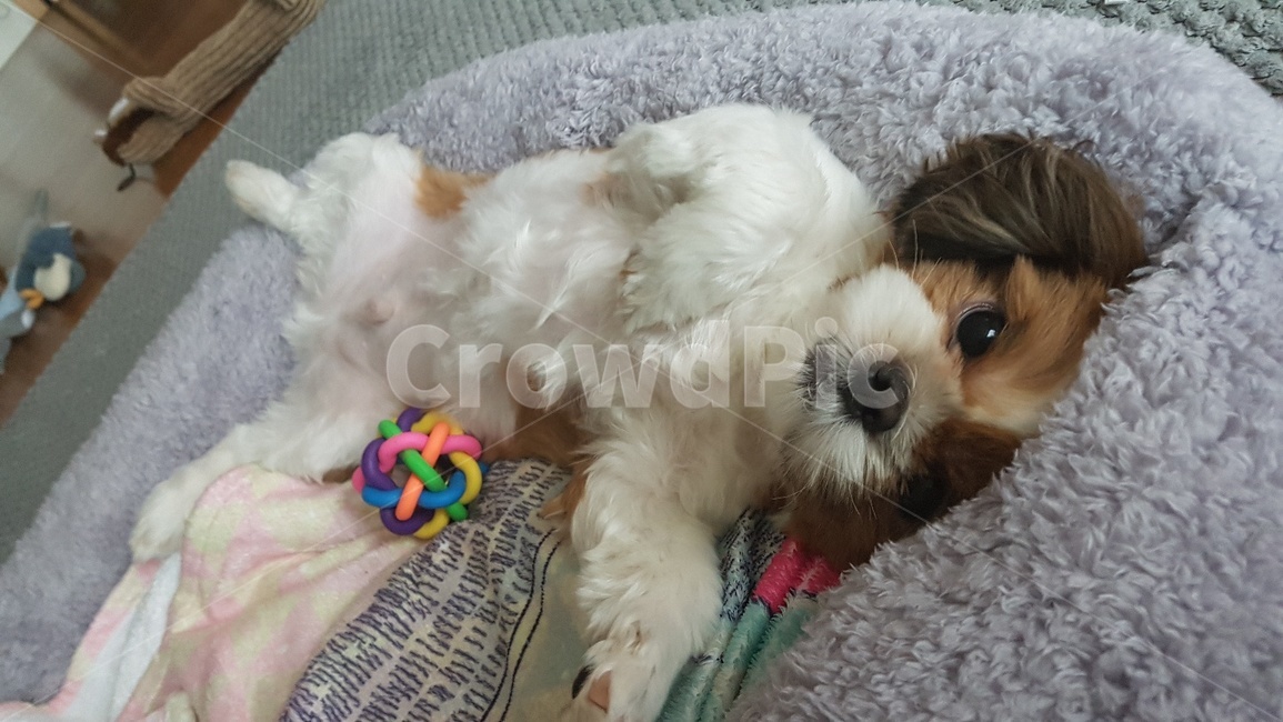 강아지,시추,시츄,댕댕이,반려견,도도,발라당,dog,pet,shistzu