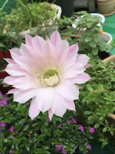 꽃,선인장꽃,분홍꽃,plant,식물,식물,자연,plants,nature,꽃,flower