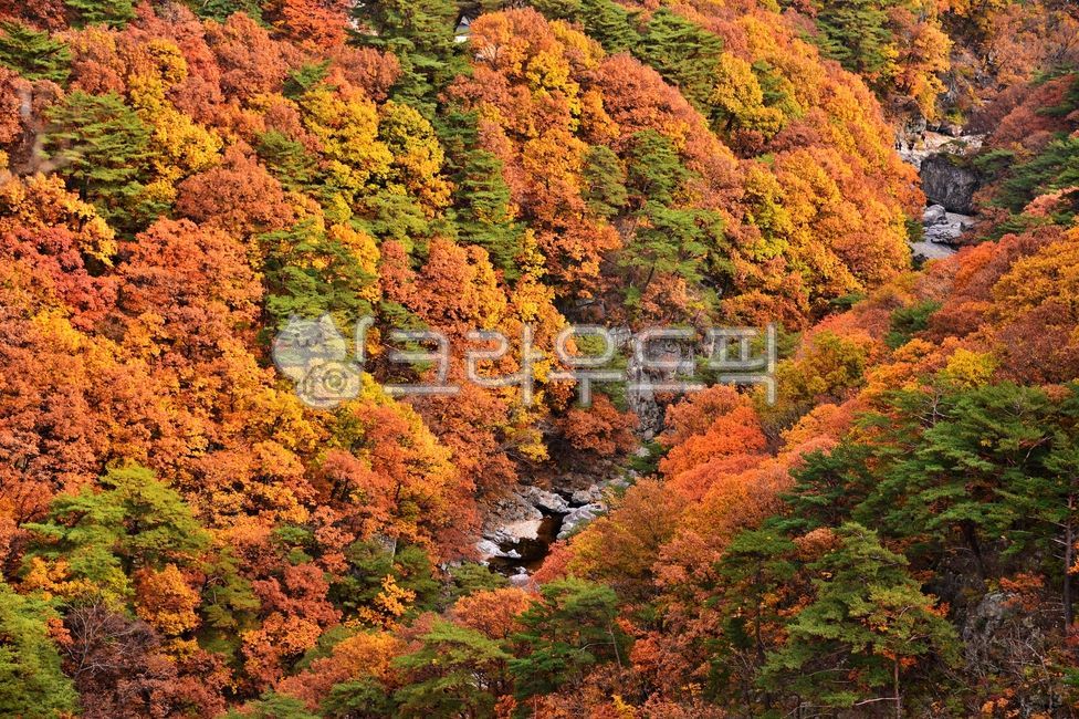 internal calculation,tree,Mansan Red Leaf,red,mountain,plant,maple,Bogyeongsa County Park,autumn,Maple