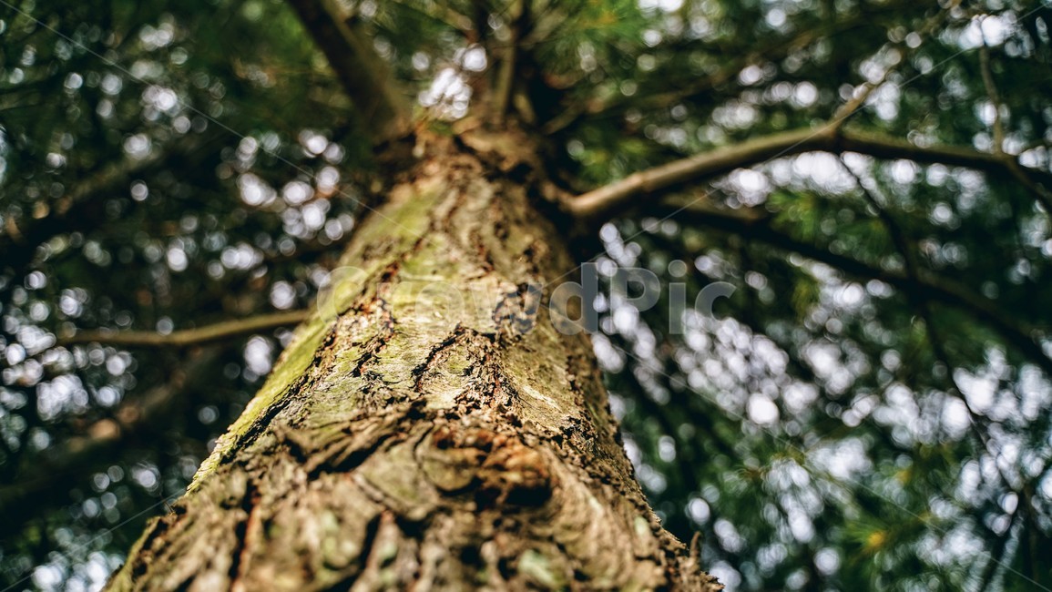 나무,식물,숲,나무줄기,옹이,plant,tree,식물,자연,plants,nature,나무,trees,wood