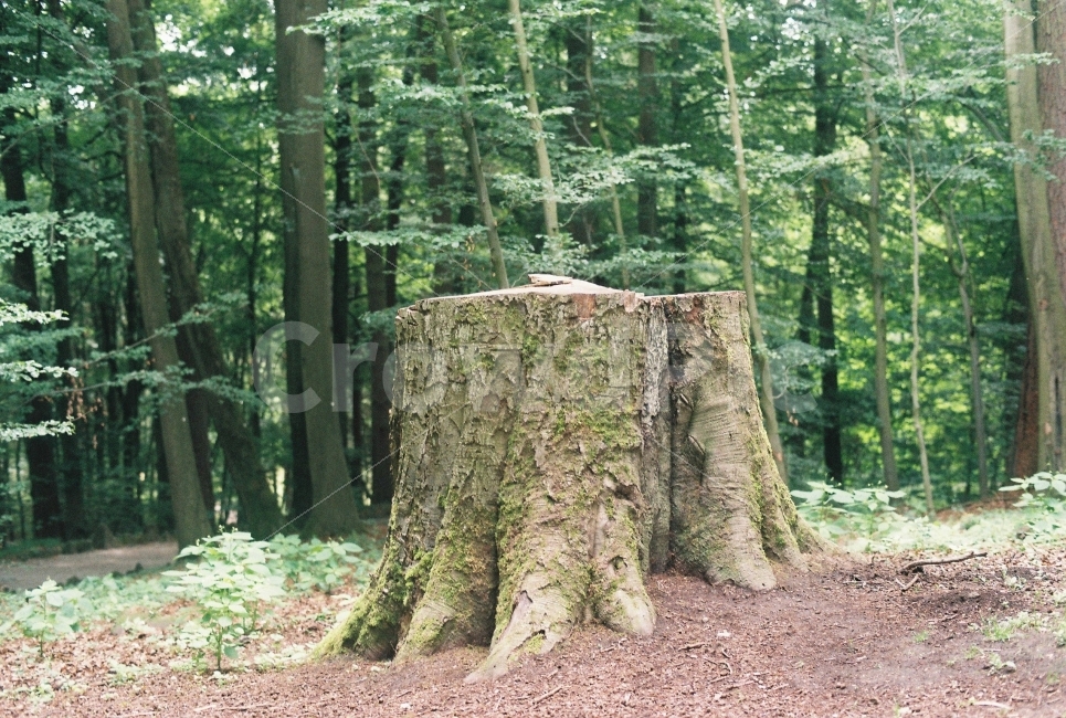 나무,숲,자연,풍경,베어진나무,자연,풍경,nature,landscape,식물,plants