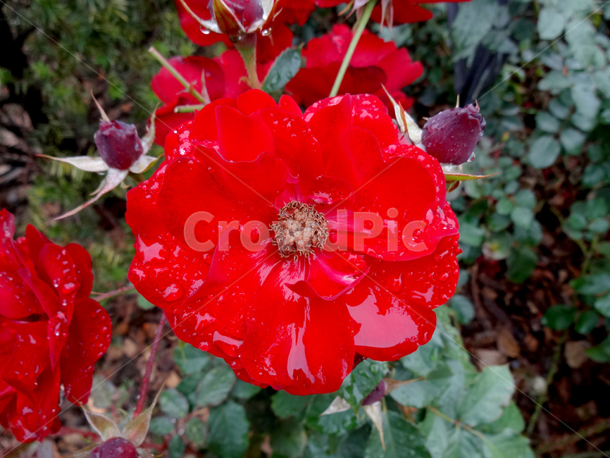 잉그릿바이블,ingridweibull,주홍색,독일장미,식물,꽃,장미,봄,공원,봉오리,꽃잎,꽃망울,비,꽃송이,야외,물방울,자연,봄비,화원,빨간장미,붉은장미,젖은꽃잎,plant,flower,rose,spring,park,petal,bud,rain,blossom,outdoor,dropofwater,nature,springrain,thescenery,flowergarden,redrose,wetpetal