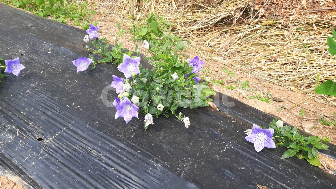 도라지,도라지꽃,보라색도라지꽃,별꽃,꽃망울,식물,자연,plants,nature,꽃,flower