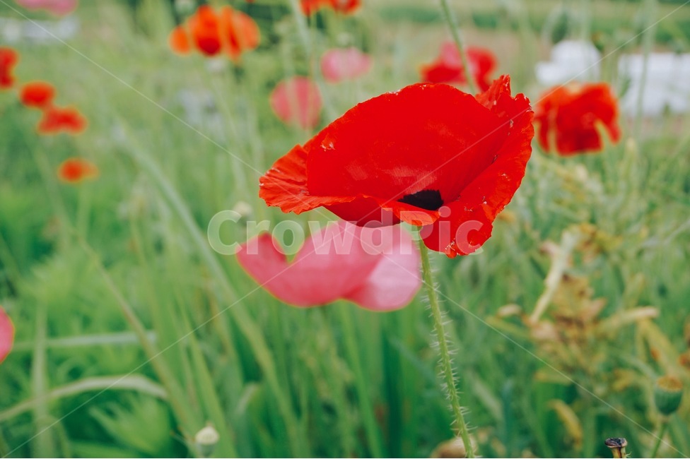 양귀비,꽃,양귀비꽃,함안,함안둑방길,자연,하늘,식물,자연,plants,nature,꽃,flower