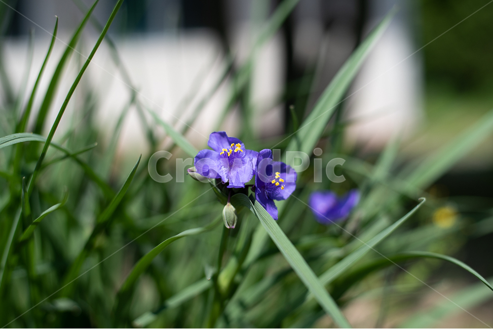 들꽃,꽃,민들레,자연,식물,풀,잎,들판,길가,길꽃,꽃잎,식물,자연,plants,nature,꽃,flower
