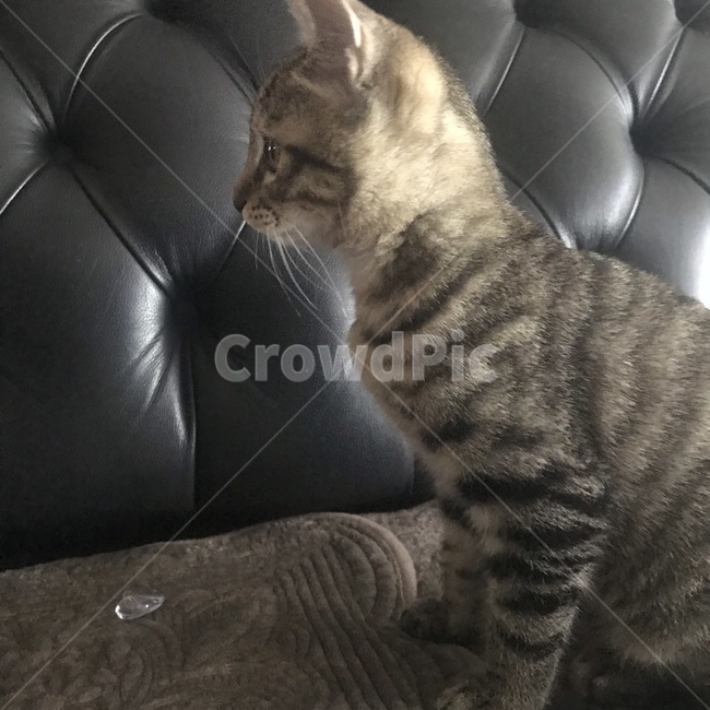 애완동물,pet,고양이,cat,동물,animal,동물,animal,포유류,mammal,고양이,cat,kitten,kitty