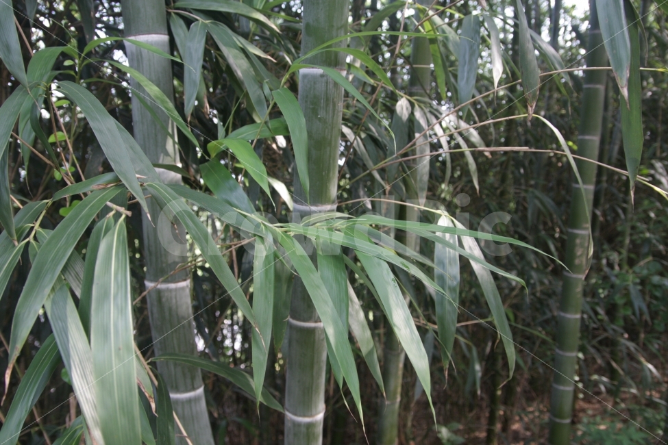 죽녹원,대나무,대나무숲,담양,대나무잎,식물,자연,plants,nature