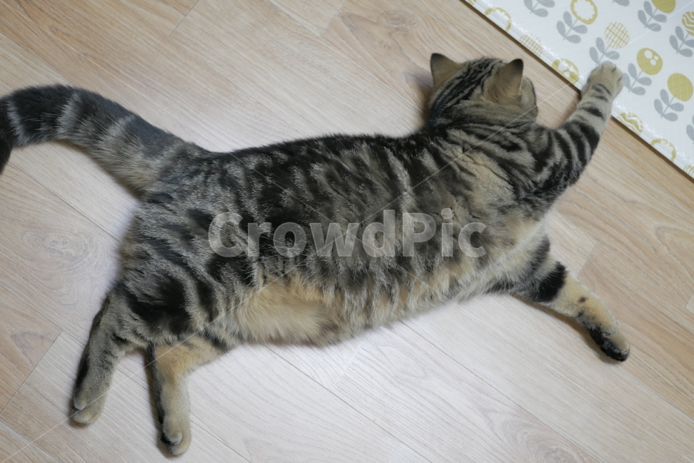 고양이,동물,반려동물,애완동물,cat,동물,animal,포유류,mammal,고양이,cat,kitten,kitty