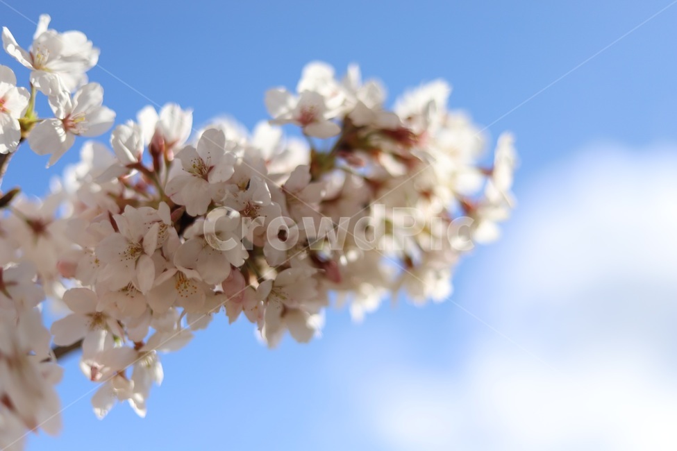 벚꽃,분홍,팝콘,하늘,꽃놀이,핑크,자연,풍경,nature,landscape,꽃,flower,나무,trees,wood,plant,식물