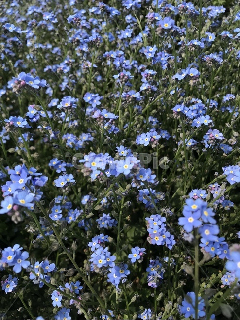 플라워,봄,꽃,flower,자연