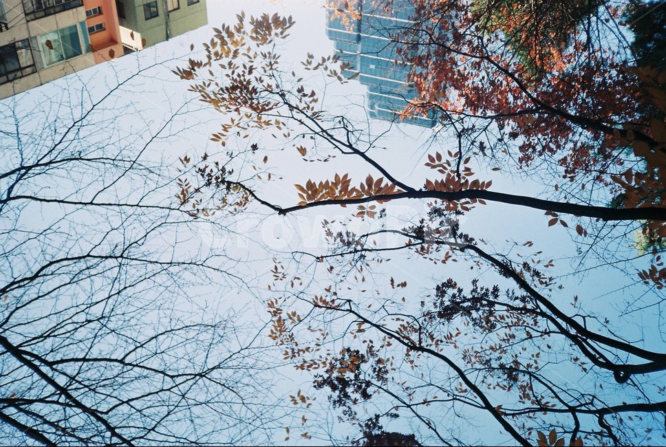 건물,나무,가을,단풍나무,단풍,가을하늘,도시하늘,도심,자연,풍경,nature,landscape,tree,plant,식물