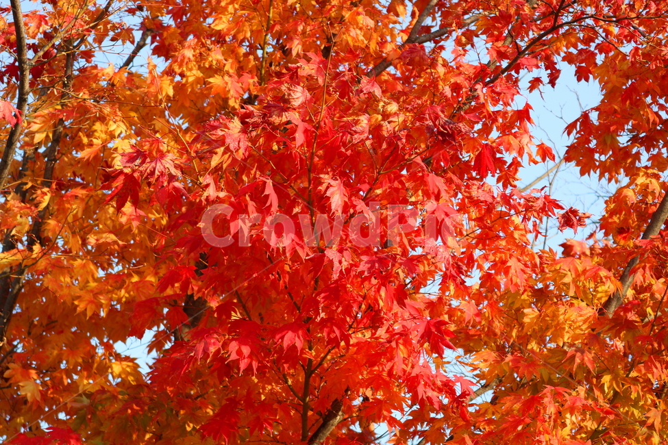 단풍,단풍나무,나무,가을,자연,가을,계절,fall,autumn,season,식물,자연,plants,nature,나무,trees,wood,plant,leaf,잎,tree,maple