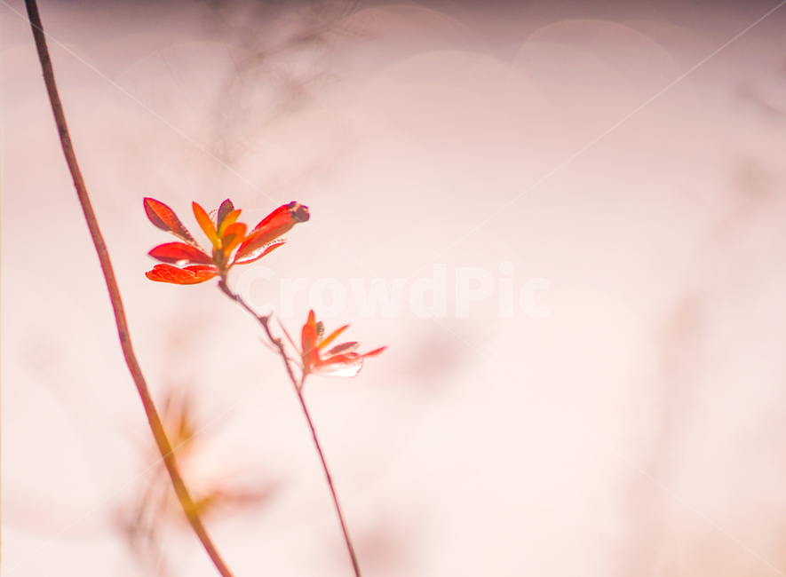 가을,단풍,나무,잎,잎새,자연,식물,계절,감성,가을,계절,fall,autumn,season,감성,sensible,feeling,plant