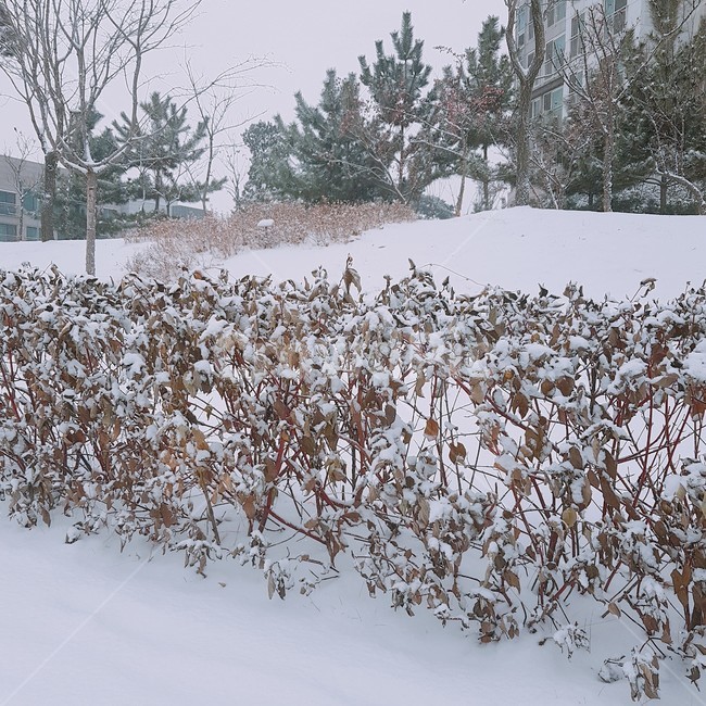 겨울,겨울풍경,눈,설경,자연,outdoors,nature,ice,snow