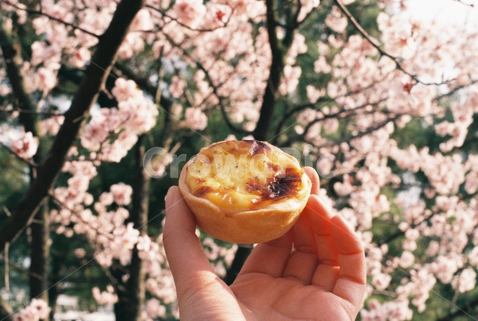 에그타르트,벚꽃,봄,디저트,타르트,산책,간식,꽃,봄,계절,spring,season,식물,자연,plants,nature,꽃,flower,plant,blossom