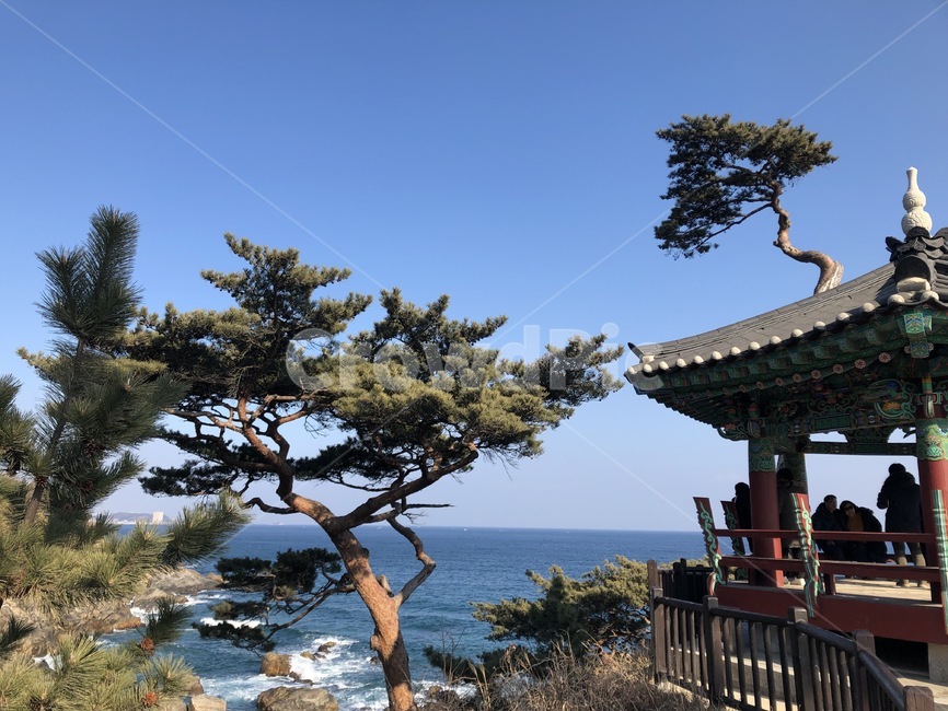 절,정자,나무,소나무,바다,겨울,겨울바다,겨울나무,자연,풍경,nature,landscape,한국자연풍경,한국자연경관,korea nature landscape,나무,trees,wood,human,인간,person,사람,tree,plant,식물