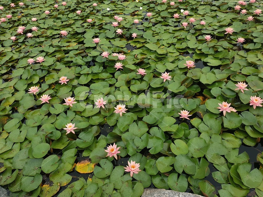 수련,연꽃,꽃,flower,자연