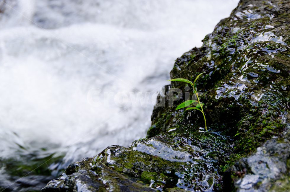 폭포,새싹,풀,이끼,자연,초록,물,배경화면,여름,계곡,summer,grass,moss,natural,green,water,velly,싱그러운,fresh,촉촉한,moist