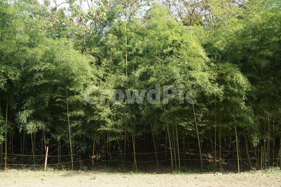 대나무,대나무숲,자연,힐링,바람에흔들리는나무,식물,자연,plants,nature,나무,trees,wood