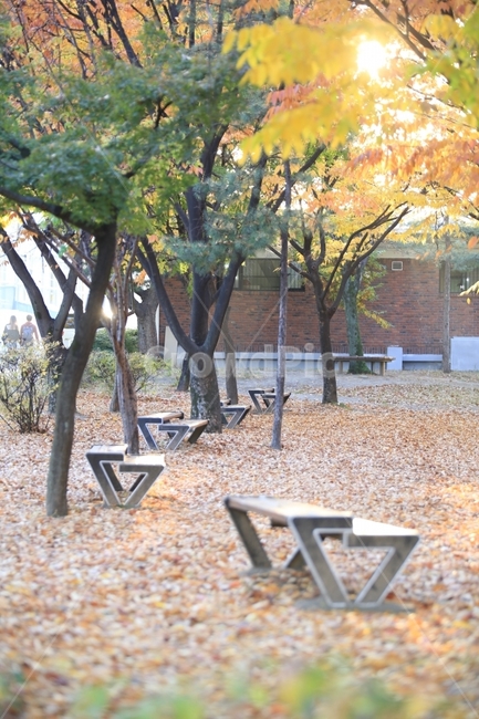 가을,가을감성,단풍,감성,경북대학교,가을캠퍼스,경대,경북대,fall,autumn,yellow,가을,계절,fall,autumn,season,자연,풍경,nature,landscape,tree,나무,plant,식물