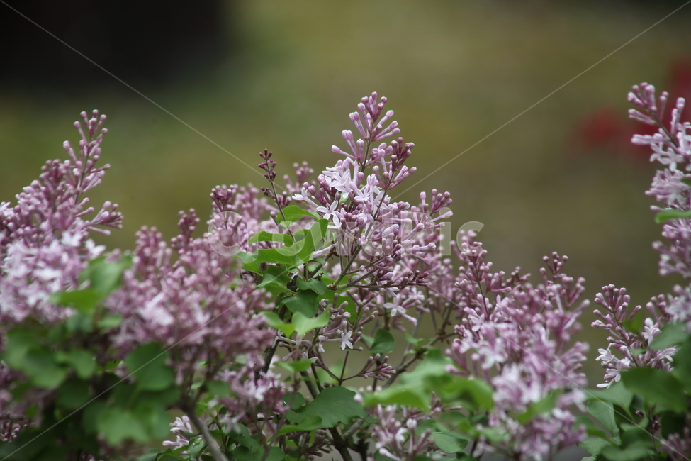미스김라일락,정향나무,라일락,라라꽃,봄,꽃,commonlilac,식물,자연,plants,nature,꽃,flower