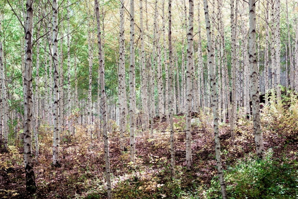 자작나무,숲,나무,산,산림,자연,식물,햇살,풍경,풍경사진,자연,풍경,nature,landscape,식물,plants,나무,trees,wood