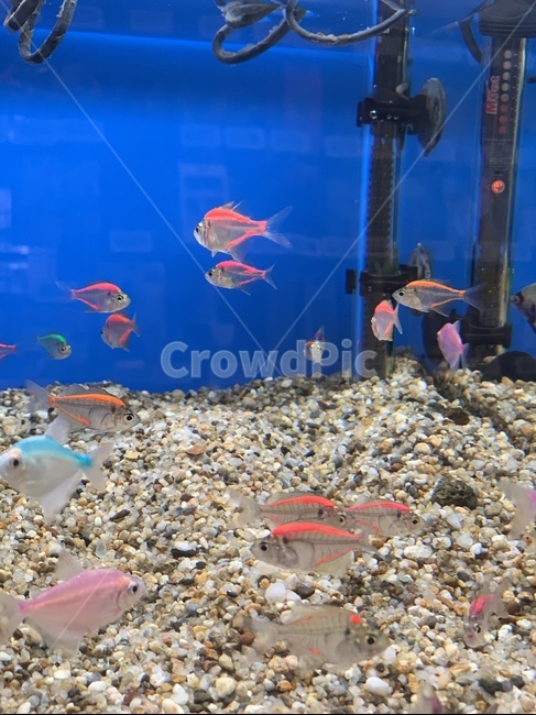 물고기,피쉬,어항,어항속물고기,열대어,동물,animal,어류,물고기,fish