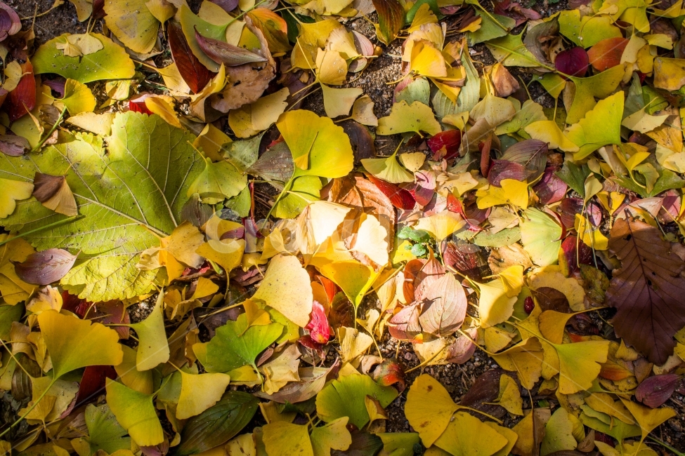 자연,가을,낙엽,빛,조화,가을,계절,fall,autumn,season,식물,자연,plants,nature,휴식,힐링,rest,relaxation,healing,leaf,잎,plant
