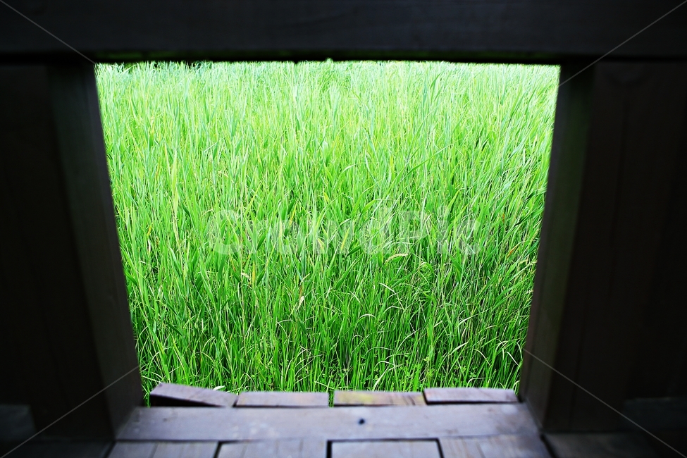 안산호수공원,공원,자연,식물,갈대