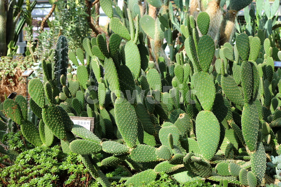 선인장,금오모자,다육식물,식물,자연,식물,자연,plants,nature