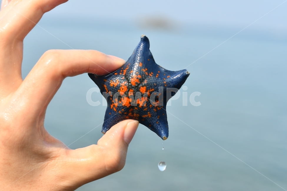 불가사리,손,바다,여름,별모양,starfish,summer,beach,sea,hand