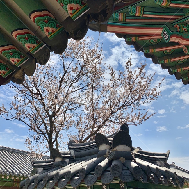 창덕궁,서울,궁궐,궁,palace,seoul,하늘,구름,sky,cloud,기와,rooftile,roof,단청,지붕,기와지붕,벚꽃,cherryblossom,dancheong,한국전통,한국문화,korean traditional,korean culture,건축물,건물외관,exterior,building,structure,architecture,construction
