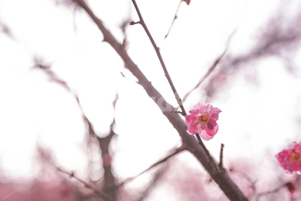 홍매화,한국,꽃,감성,봄,핑크,분홍,매화나무,봄,계절,spring,season,식물,자연,plants,nature,꽃,flower,plant