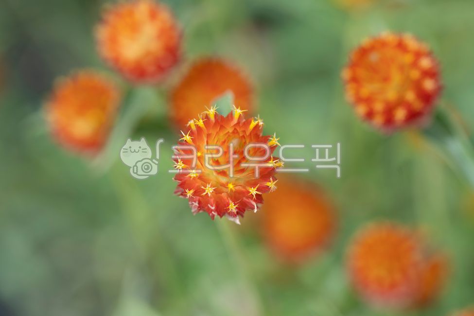 꽃,천일홍,주황색,꽃봉오리,식물,계절,가을,공원,꽃동산