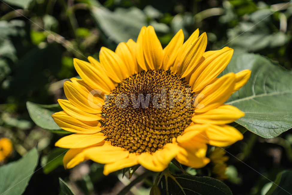 계절,summer,season,자연,plant,식물,flower,꽃,blossom,여름,식물,자연,plants,nature,꽃,flower