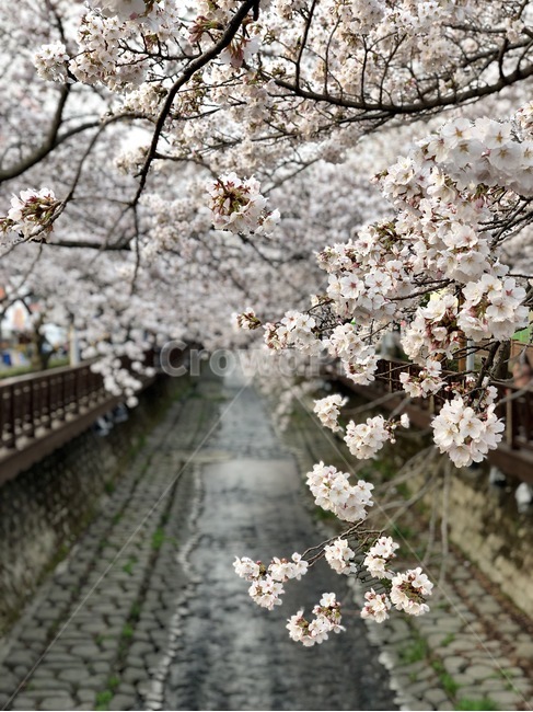 진해,내천,벛꽃,꽃,아침,군항제,봄,계절,spring,season,식물,자연,plants,nature,꽃,flower,plant,blossom,cherry blossom,벚꽃