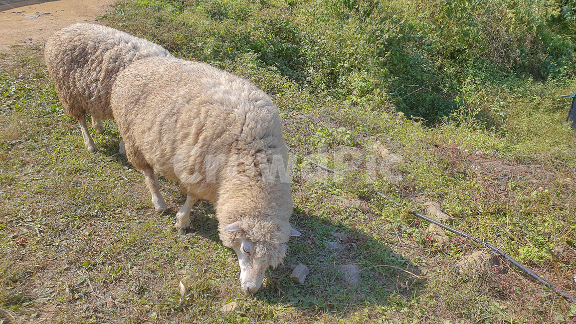 양,sheep,animal,동물,mammal,포유류,목장