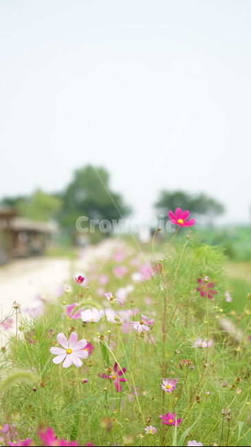 코스모스,꽃,자연,식물,계절,바탕화면,flower,nature