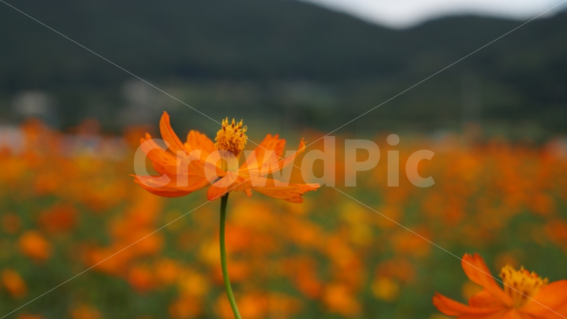 꽃,꽃사진,코스모스,가을,식물,가을,계절,fall,autumn,season,식물,자연,plants,nature,꽃,flower,색깔,색상,색채,색감,color sense,color sensitivity,feeling of color,plant