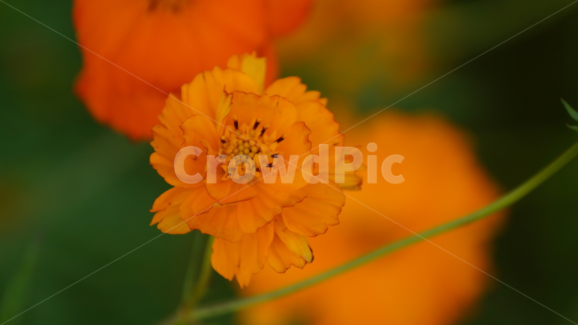 꽃,꽃길,코스모스,코스모스축제,식물,가을,계절,fall,autumn,season,식물,자연,plants,nature,꽃,flower,plant