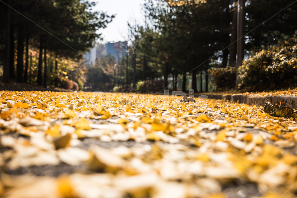 가을,길,은행잎,낙엽,감성,fall,노들나루공원,가을,계절,fall,autumn,season,plant,식물