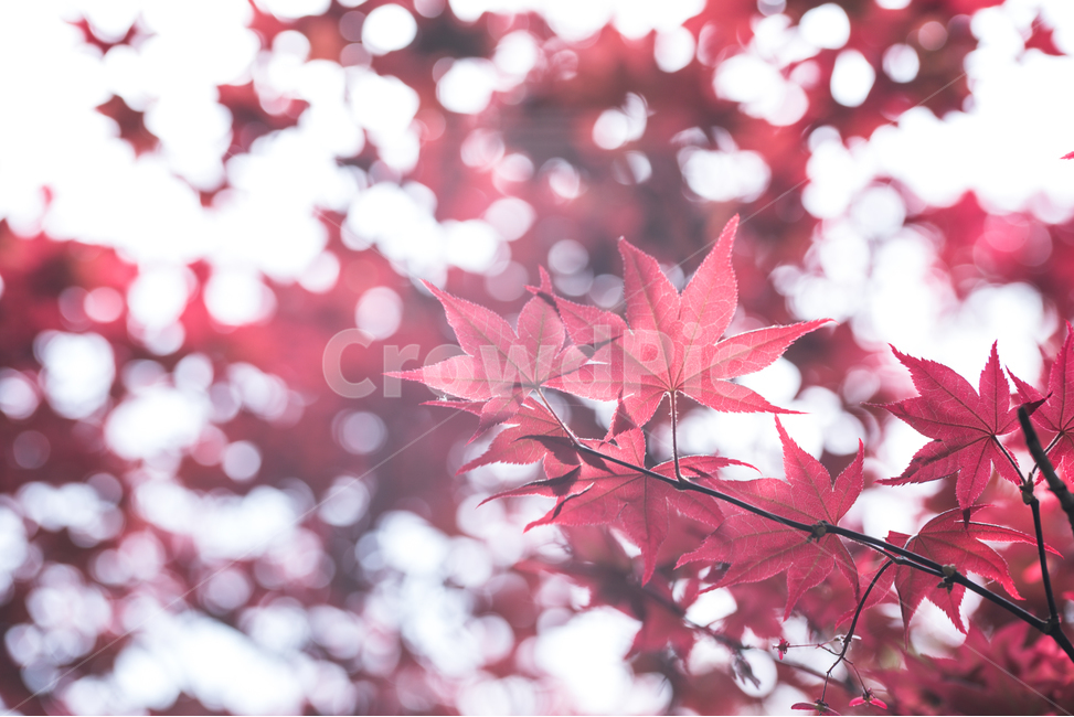 단풍,배경,햇살,단풍잎,하늘,꽃,흰바탕,꽃잎,가을,자연,식물,바탕,야외,감성,아름다움,아름다운,만개,활짝핀,활짝피다,흰색,화이트,flower,natural,nature,background,plant,outdoor,beautiful,beauty,blooming,bloom,blossom,green,white,가을,계절,fall,autumn,season,식물,자연,plants,nature,휴식,힐링,rest,relaxation,healing,leaf,잎,tree,나무,maple
